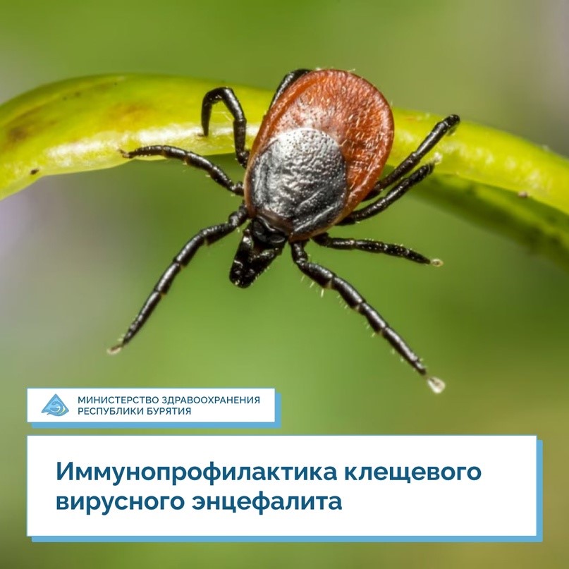  Иммунопрофилактика клещевого вирусного энцефалита